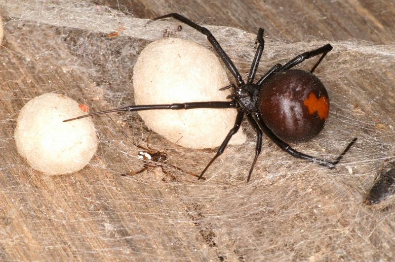 Latrodectus_hasselti_D3654_Z_85_Hamelin pool_Australie.jpg